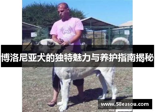 博洛尼亚犬的独特魅力与养护指南揭秘